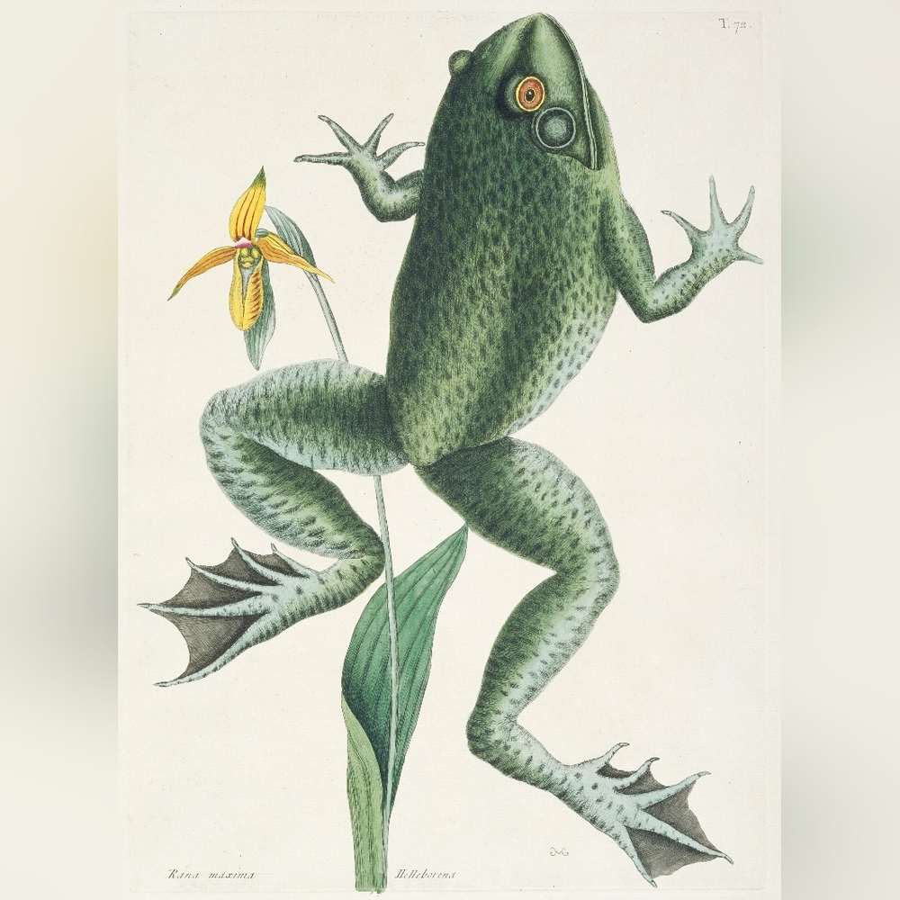Green Frog Illustration for Reptile Enthusiasts